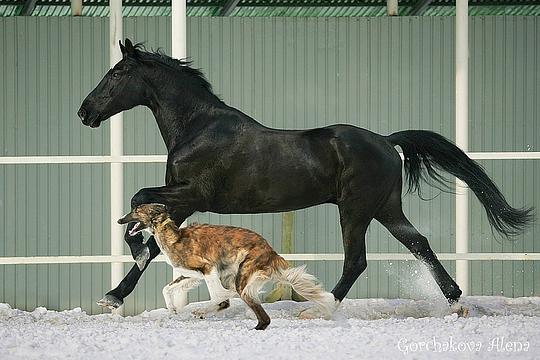 Эти забавные животные., nkolbasov, Одинцово, Ново-Спортивная д.6
