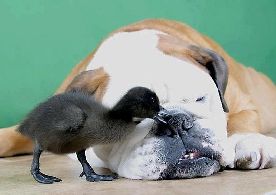 Эти забавные животные., nkolbasov, Одинцово, Ново-Спортивная д.6