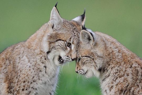 Эти забавные животные., nkolbasov, Одинцово, Ново-Спортивная д.6