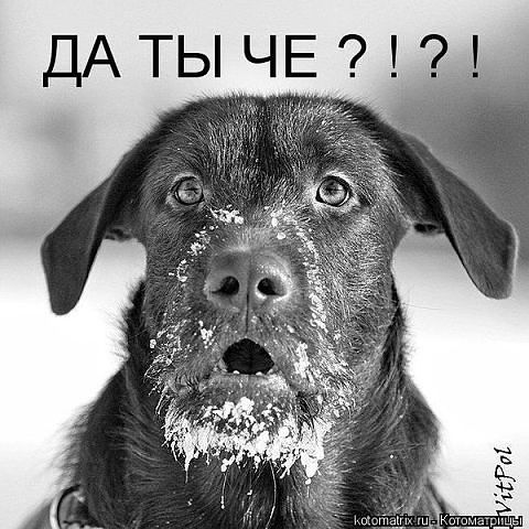 ТыЧО!, Эти забавные животные., nkolbasov, Одинцово, Ново-Спортивная д.6