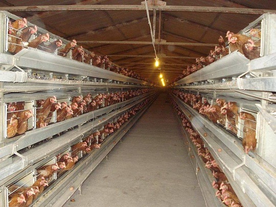 Минское шоссе с «жилыми микрорайонами», Irina.Grinchenko, Лесной городок