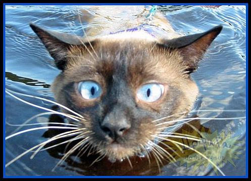 Новый раздел, Cyber100, Одинцово