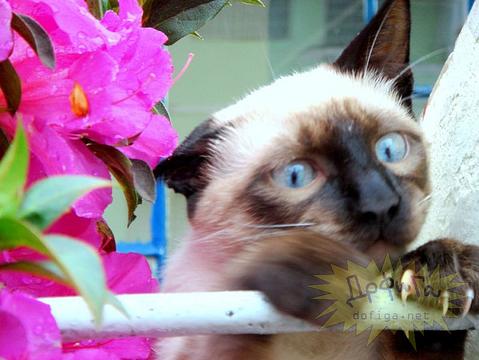 Новый раздел, Cyber100, Одинцово