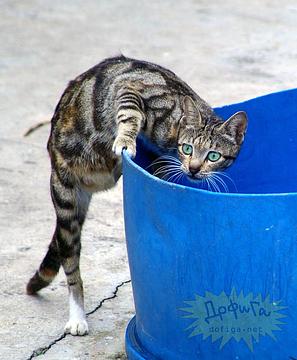 Новый раздел, Cyber100, Одинцово