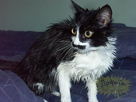 Новый раздел, Cyber100, Одинцово