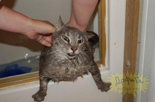 Новый раздел, Cyber100, Одинцово