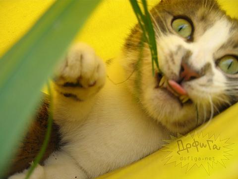 Новый раздел, Cyber100, Одинцово