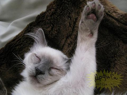 Новый раздел, Cyber100, Одинцово