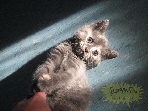 Новый раздел, Cyber100, Одинцово