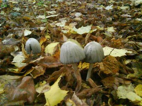 Братья наши меньшие, Всякая всячина и я, Vyacheslav, Москва, метро Китай-Город, Москва