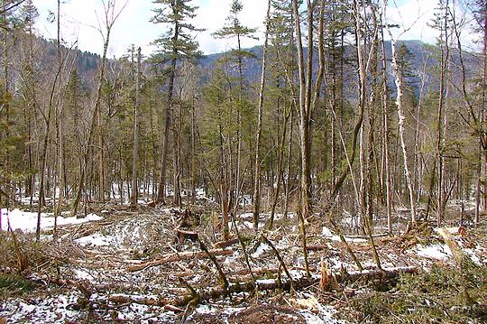 Наш лес., biostan1991, Звенигородская биостанция МГУ, Звенигородская биостанция МГУ д.12