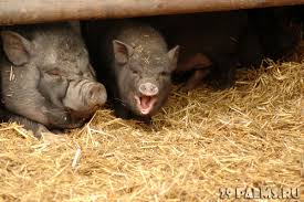 бандеровки , УНА УНСО ОУН смердячие псы собаки Гитлера, ac19411941, Одинцово