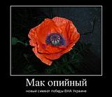 5TD11Cc1lzk