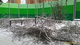 P 20161113 154643 1 p