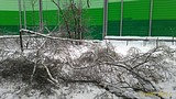 P 20161113 154656 1 p