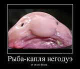113838 ryiba kaplya negodue demotivators to
