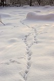 дикие кошки ходили