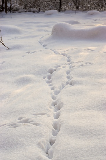 дикие кошки ходили, Irina.Grinchenko, Лесной городок