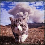 Наши коты на взрывы не оборачиваются.
