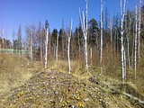 Березы белые, подруги, погибли Вы в расцвете лет, где человеческие руки, что новый здесь посадят лес?
