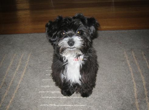 Новый раздел, fang, Одинцово, улица восточная