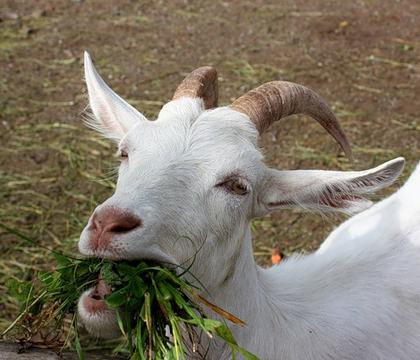 Надо побольше зелени!, Кризис капитализма., nkolbasov, Одинцово, Ново-Спортивная д.6